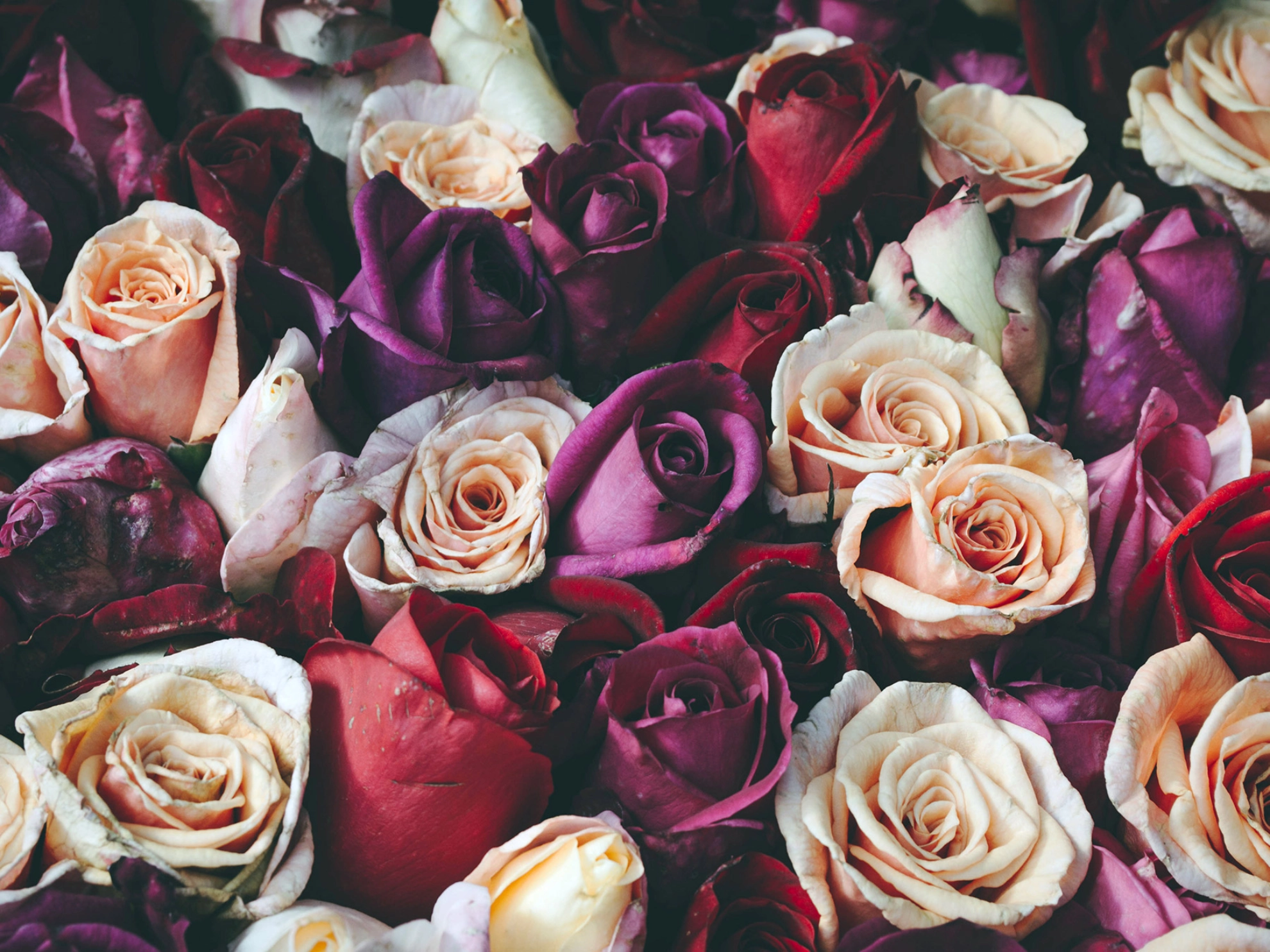 Blüten eines Rosenstrauß